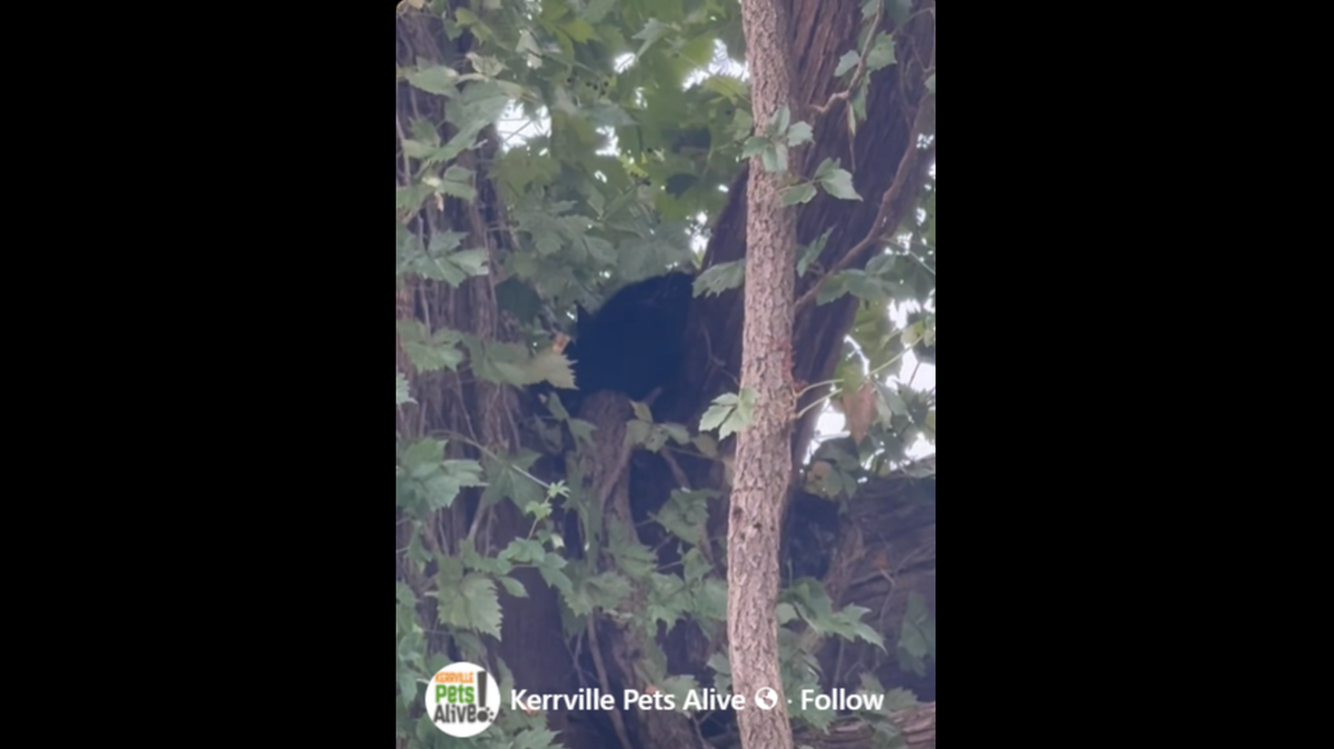 The cat was stuck way up high in the tree.