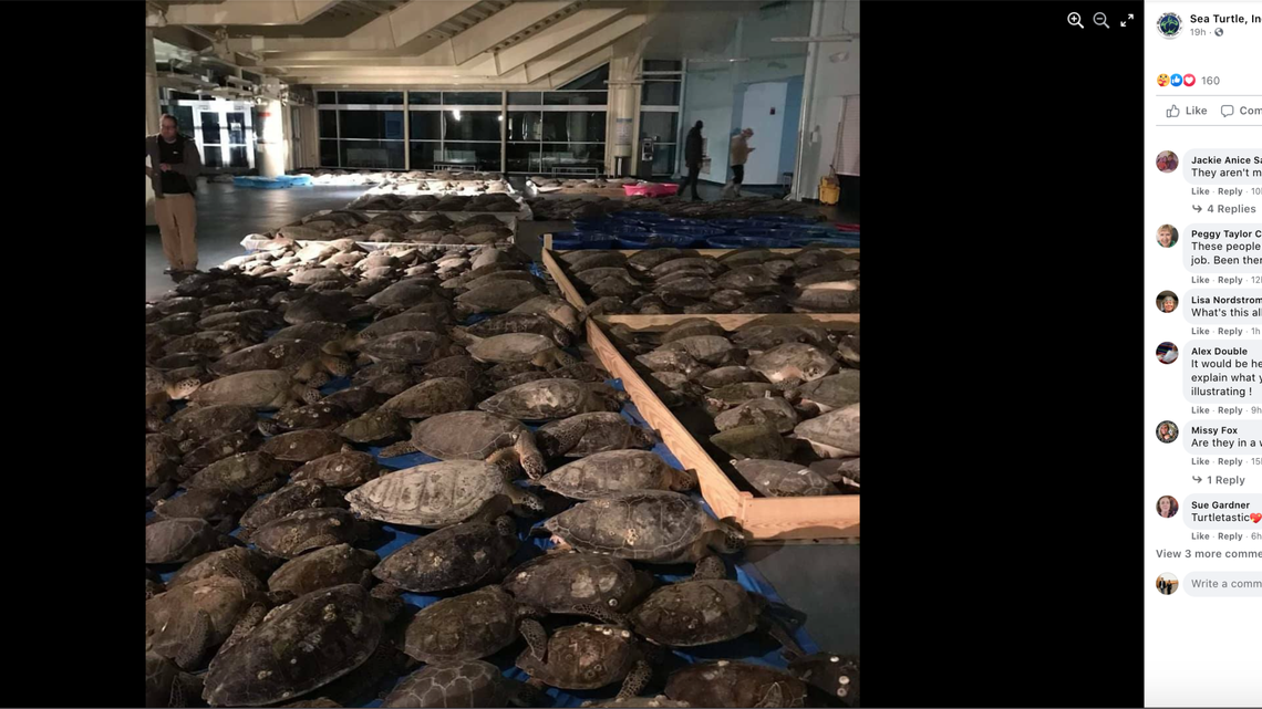 Sea Turtle, Inc., a South Padre Island rehabilitation center, says it has taken in 2,500 cold-stunned sea turtles as winter weather slams Texas.