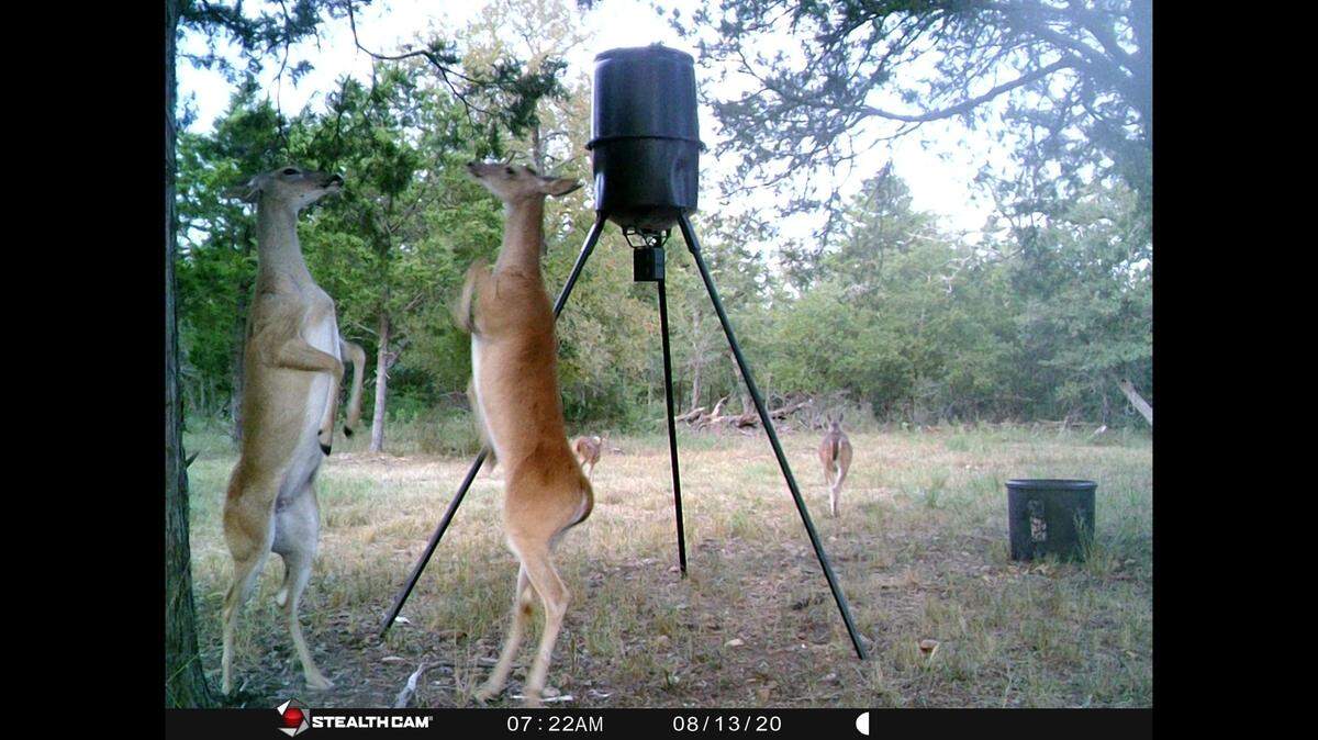Two female deer were caught on a trail camera engaged in what looked like a dance outside Lincoln, Texas, days ago. What were they doing?