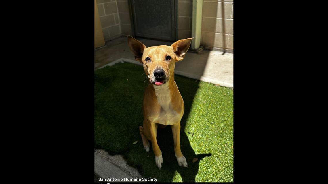 Elsie and her little blep.