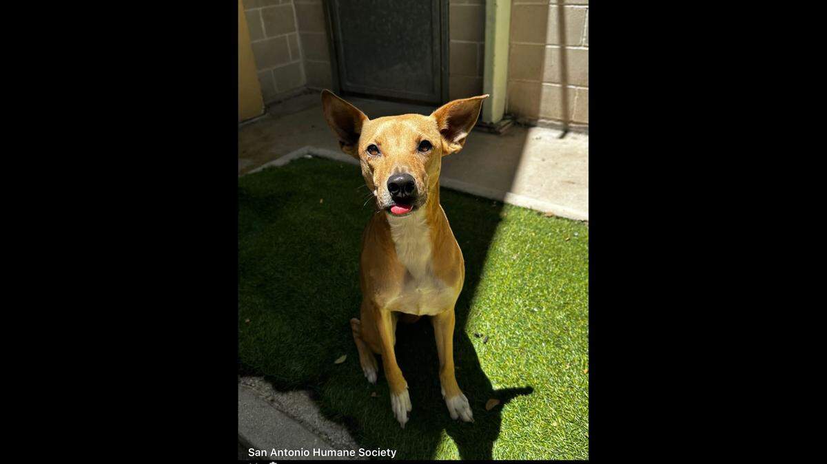 Elsie and her little blep.