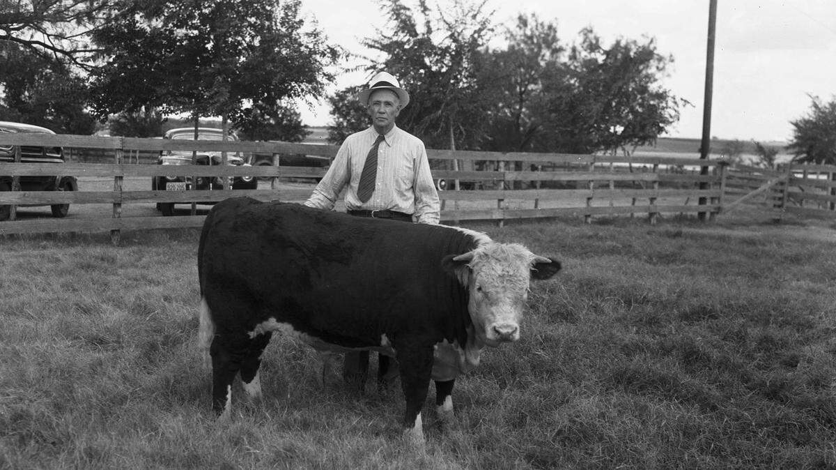 1940: When J. N. Edens Senior entertained the farm club boys of Navarro County at the Fair grounds in Corsicana, the Hereford enthusiast and his son accompanied the Chuck Wagon Gossiper out to the Eden ranch where these pictures were made. In this picture is J. N. Edens Senior exhibits his bull calf Eden’s Publican Domino 2nd, that was sired by Publican Domino 44th. This calf will be exhibited at the Corsicana Fair, September 24-28.