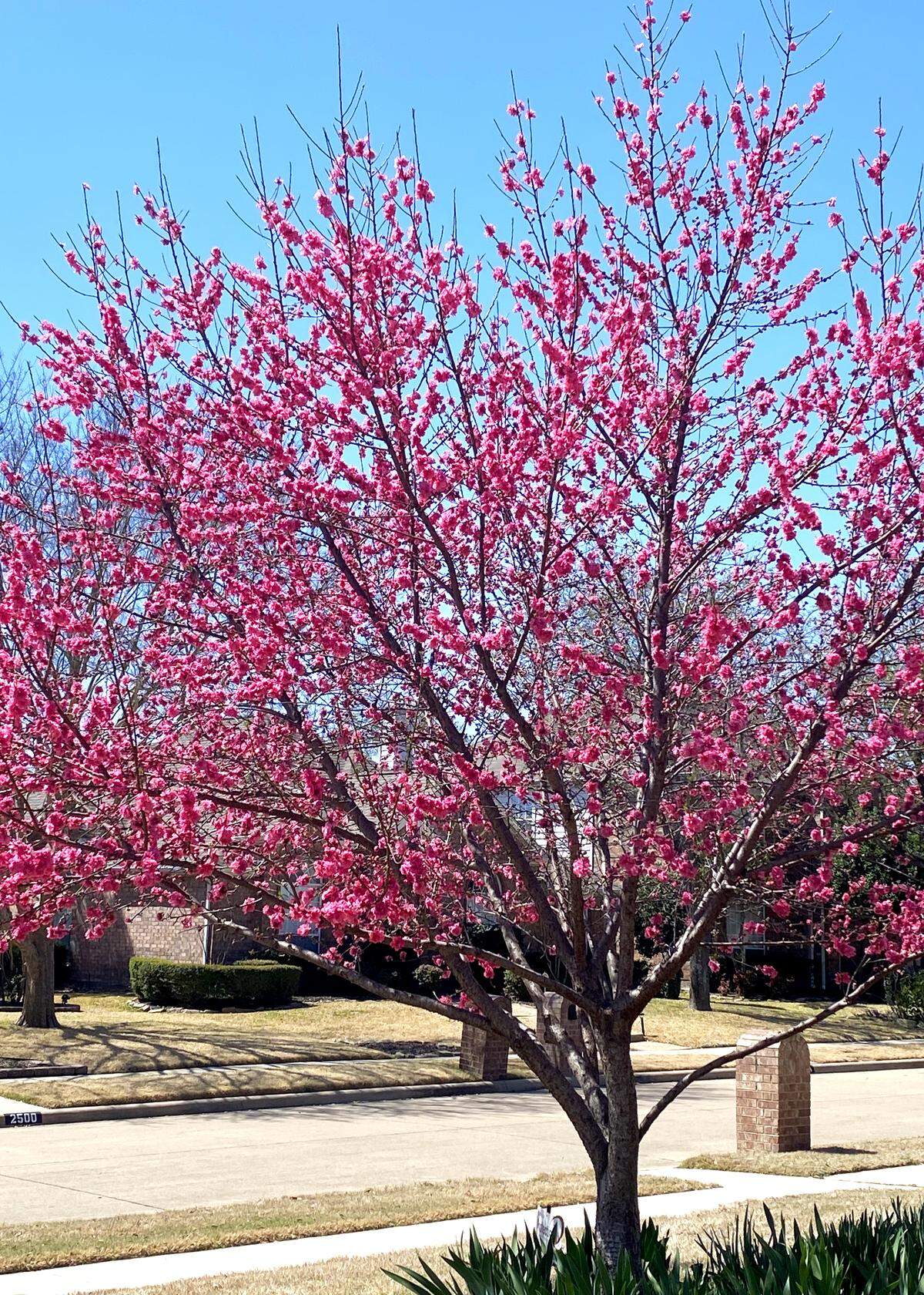 A double red flowering peach tree.