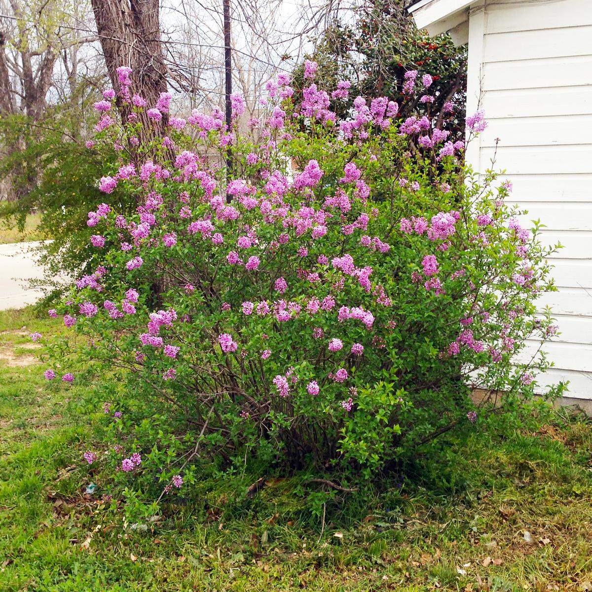 This is the best bloom in 25 years at this home in North Texas.