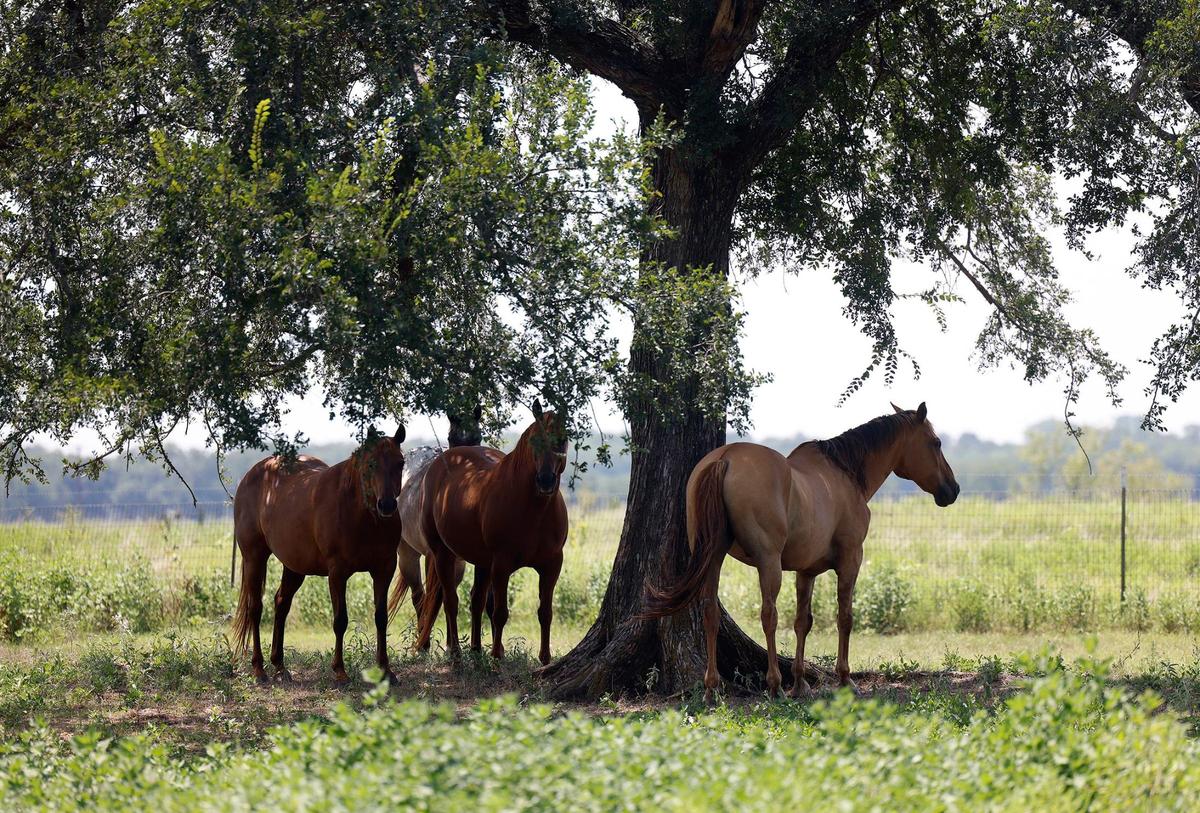Robin Alessi said she always dreamed of having her own land to keep her horses on and found that dream in Johnson County. Multiple horses have died, as well as fish and birds on their property.