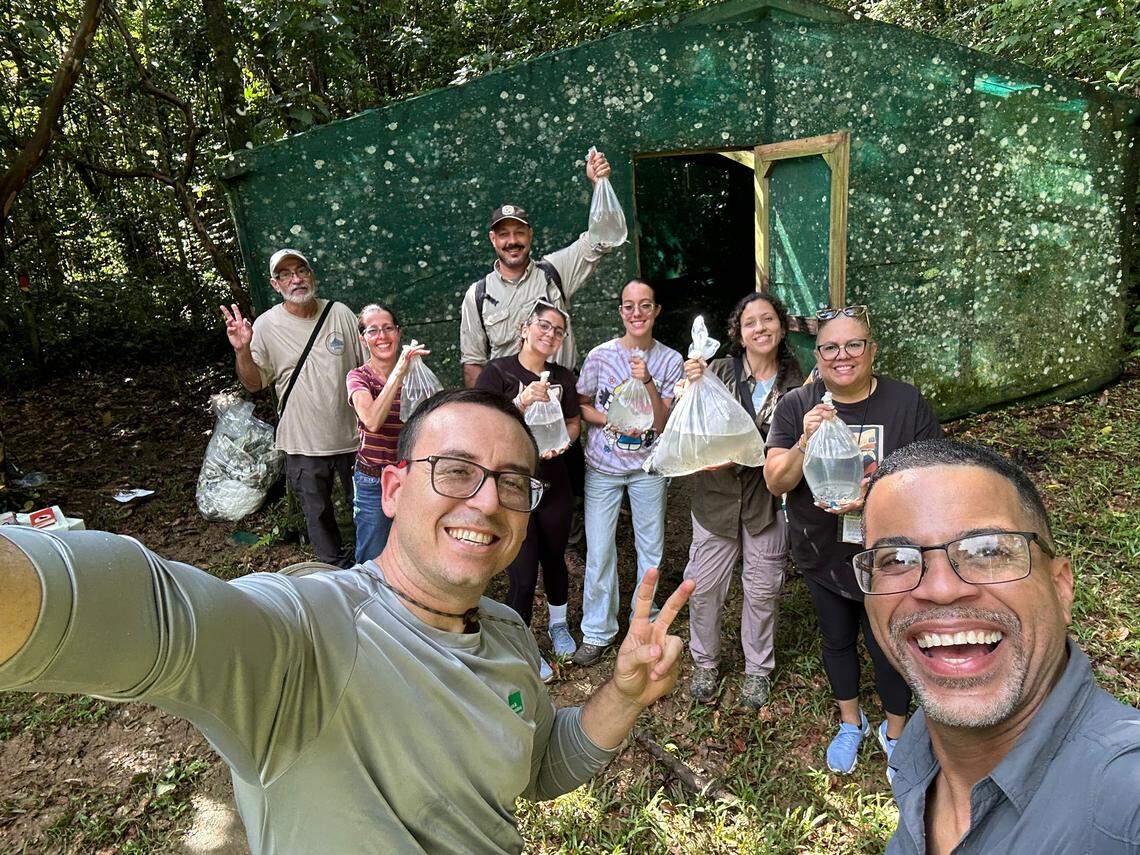A team prepares to release Puerto Rican crested toad tadpoles back into their native habitat. To date, the Fort Worth Zoo has bred over 100,000 tadpoles to be released into the wild.