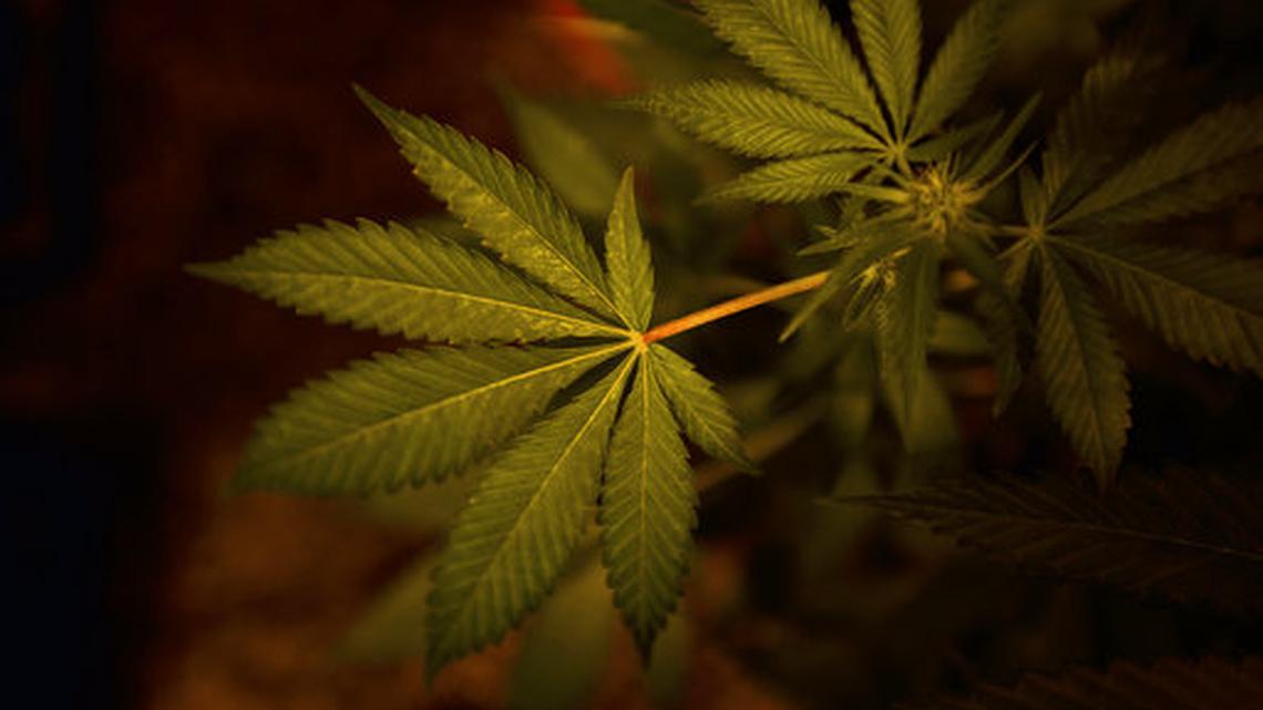 Marijuana is a growing topic at this year's Republican Party of Texas state convention in San Antonio.