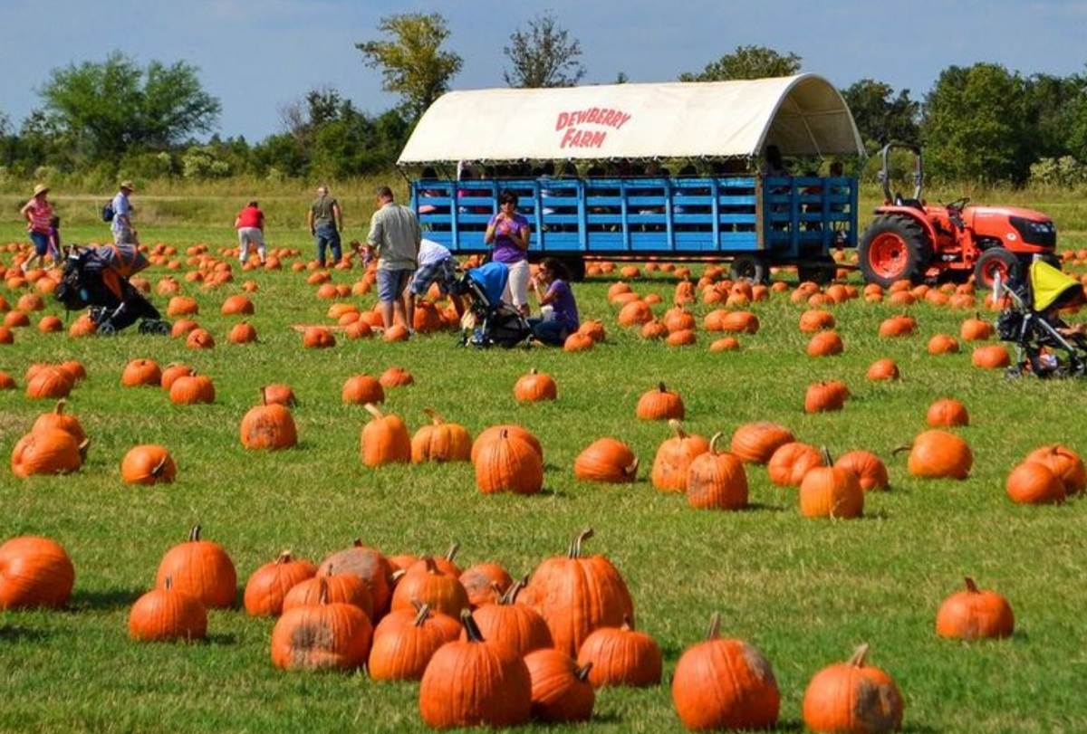 Dewberry Farm