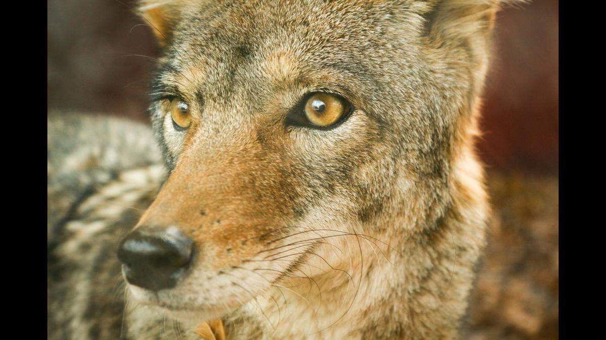 A coyote (not the one pictured) attacked a girl on walk with her mother in a Dallas-Forth Worth suburb, Texas officials say.