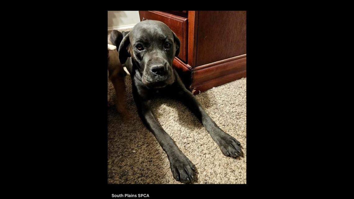 Nova is ready for a new lap to nap on.