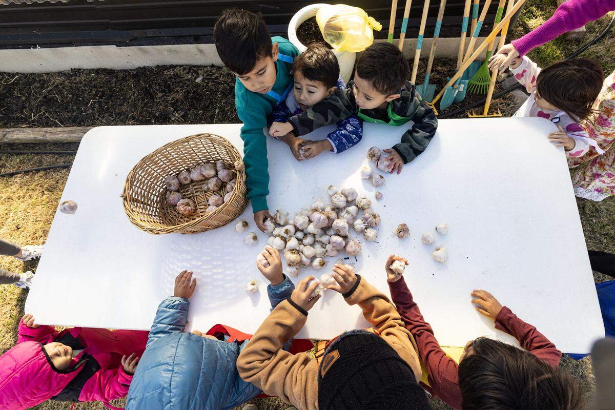 Students begin to pick out with bulb of garlic they want to plant during class at the Curious Farm House in Godley on Wednesday, Dec. 10, 2025. The Curious Farmhouse is a nature-based, bilingual space where children learn farming, nutrition and hands-on skills through gardening.