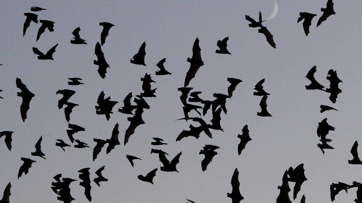 With more bat species than any other state, Texas could soon be adding another of the spooky variety. The vampire bat is moving toward the Lower Rio Grande Valley of Texas, Texas Parks and Wildlife experts say.