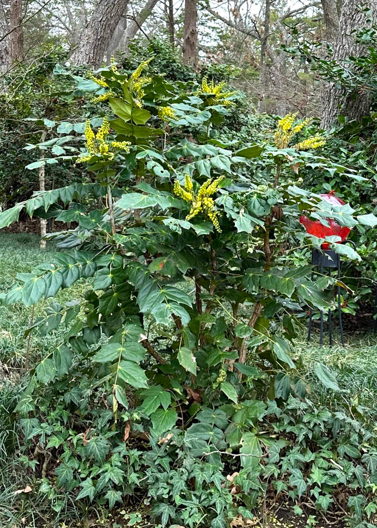 Green shrub covering a shiny red ball. 