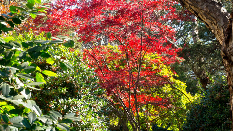 These small trees can provide big-time, colorful charm for your North Texas landscapes