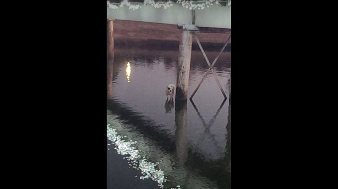 Petey was seen standing on concrete under a railroad bridge in the lake.