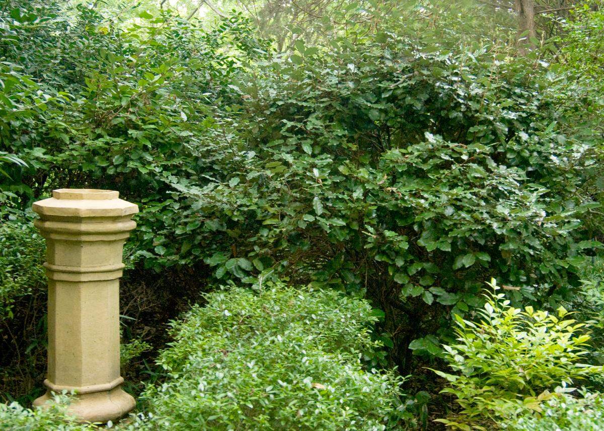Elaeagnus provides privacy behind antique English chimney pot.