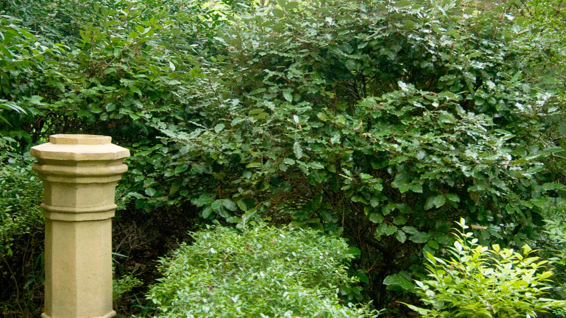 This durable and sweet smelling plant thrives in North Texas landscapes. Give it a chance