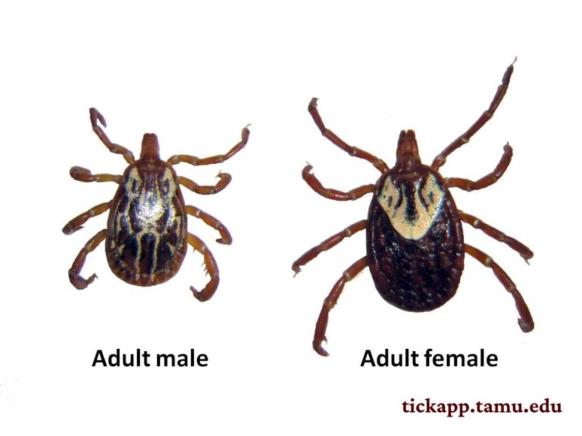 The Gulf Coast tick.