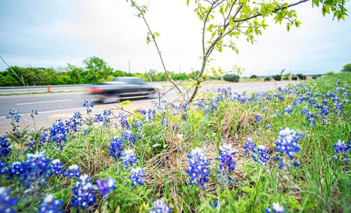 Bluebonnets grow in the wild all over Texas, but the state seeds bluebonnets along highways which helps reduce maintenance costs because native wildflower species need less mowing and care. 