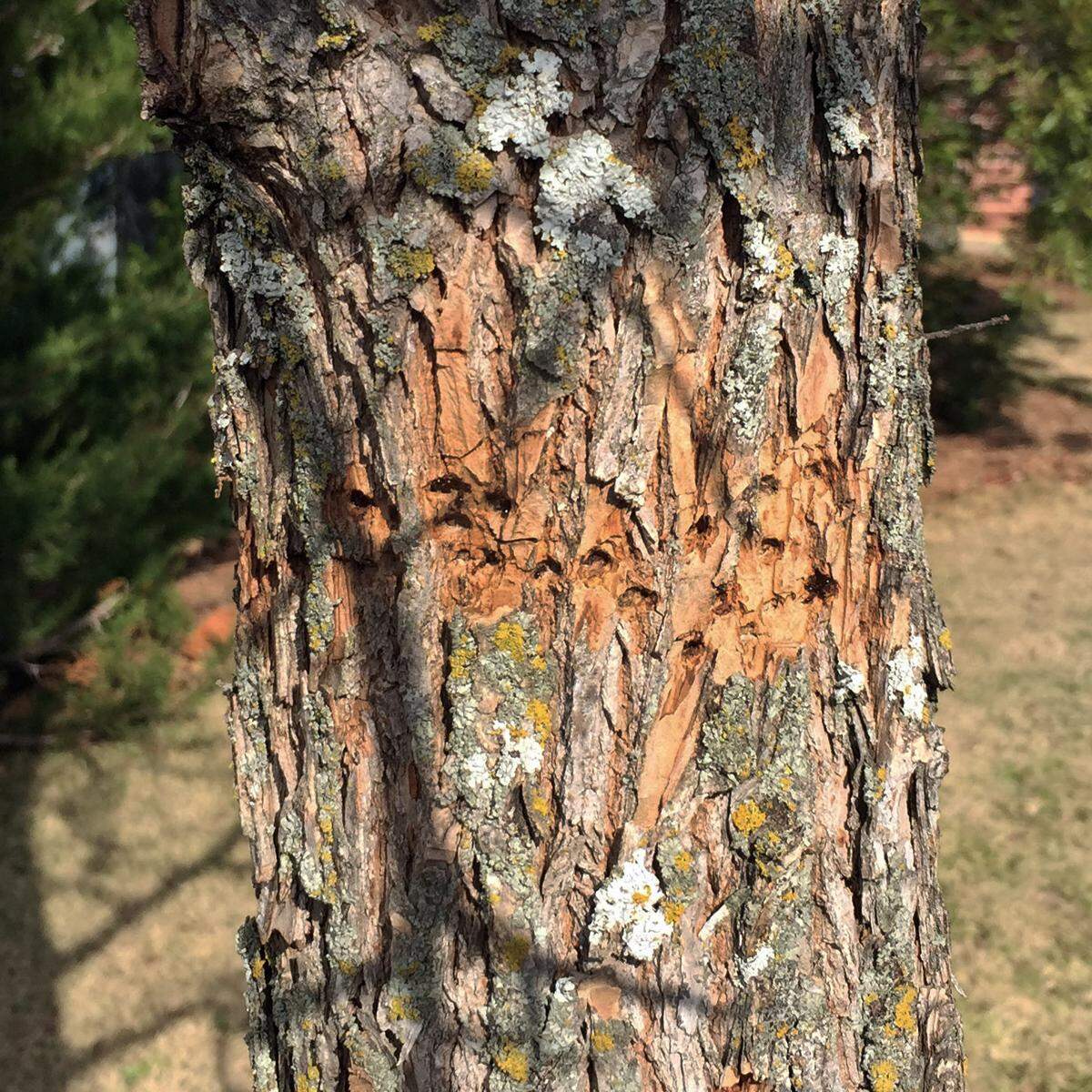 Work of sapsuckers (relatives of woodpeckers) on a pecan trunk – basically harmless.