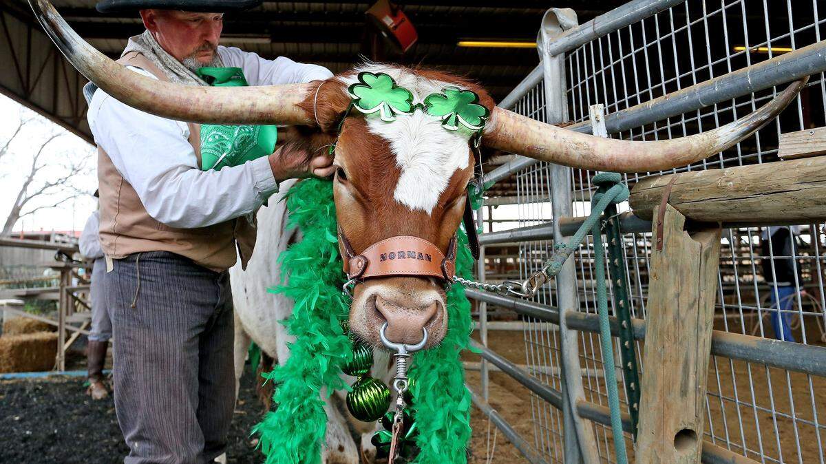Jeff Hoffman dresses up Norman for the Cowtown Goes Green celebration.