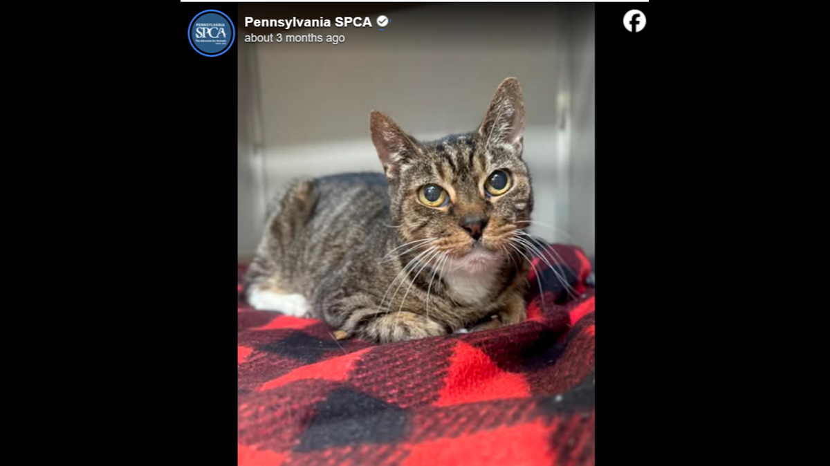 Sweet Speedo longs for a warm, loving home.