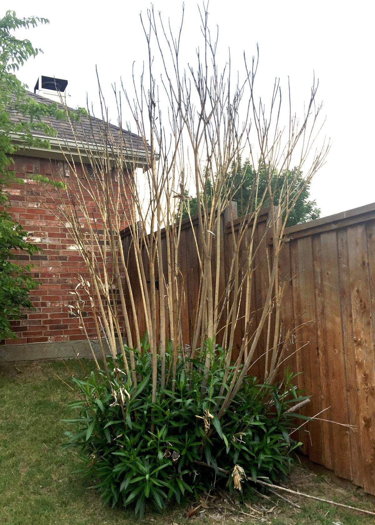 An xample of a Zone 8 oleander with freeze dieback clear to the ground.