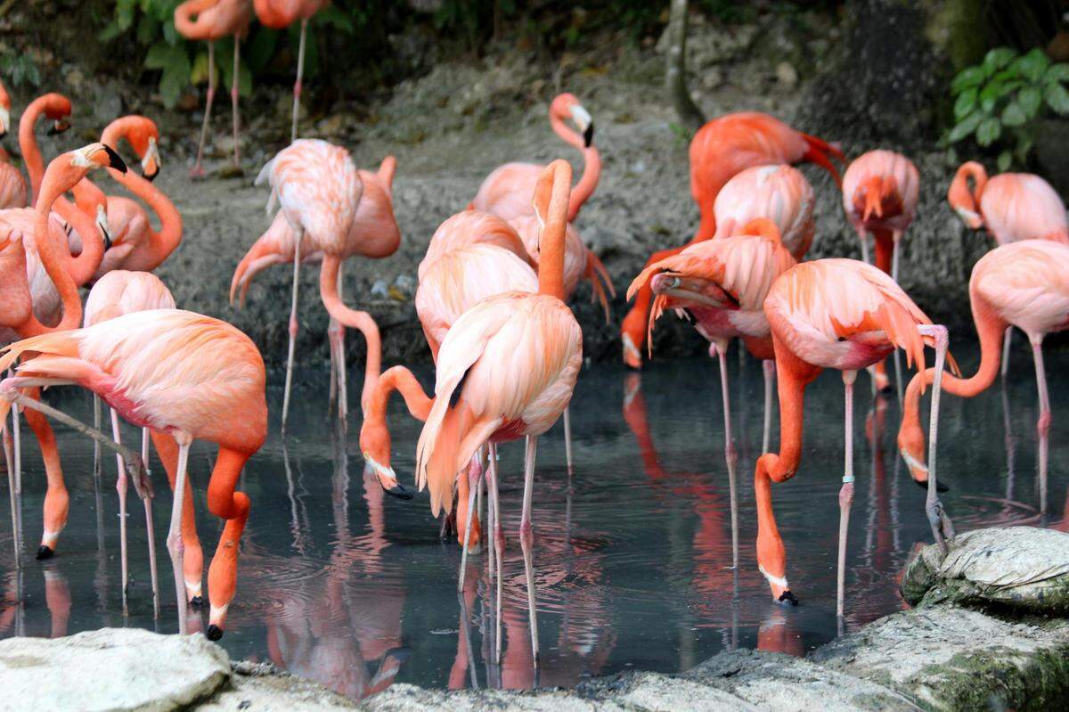 American flamingos