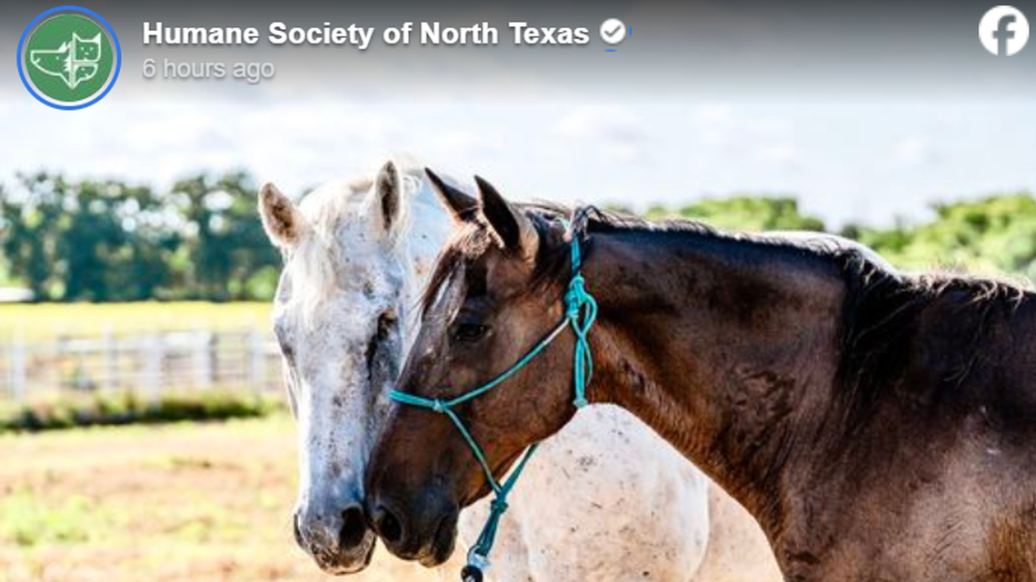 Jack Black and Takoda
