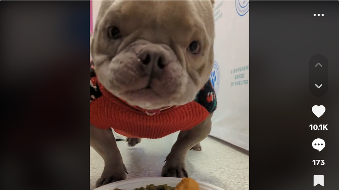 Arnold, enjoying his holiday meal.