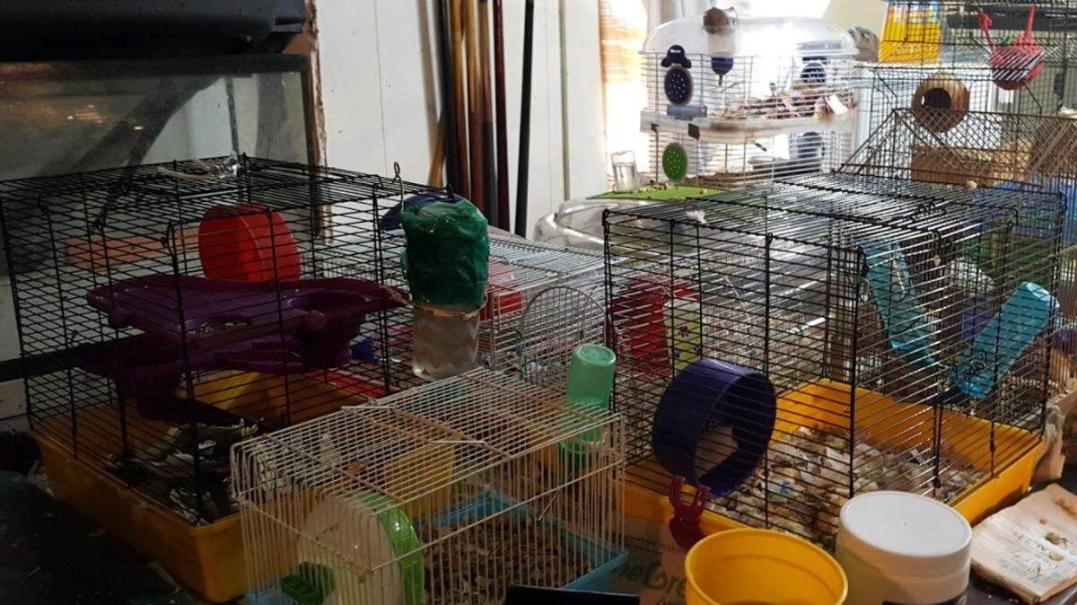 More than 100 small animals were seized Friday from a Grand Prairie home that authorities described as "inhumane and deplorable."
