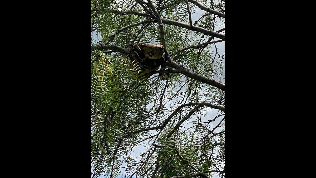 A 6-foot-long red-tailed boa constrictor was spotted in a tree at Veterans Park in Arlington on April 23. The reptile appears to be well cared for and may have escaped from its owner, officials say.