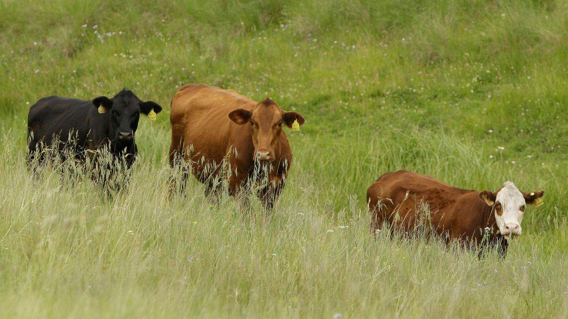 The East Texas man has been charged with several felonies relating to the theft of nearly 200 head of cattle.