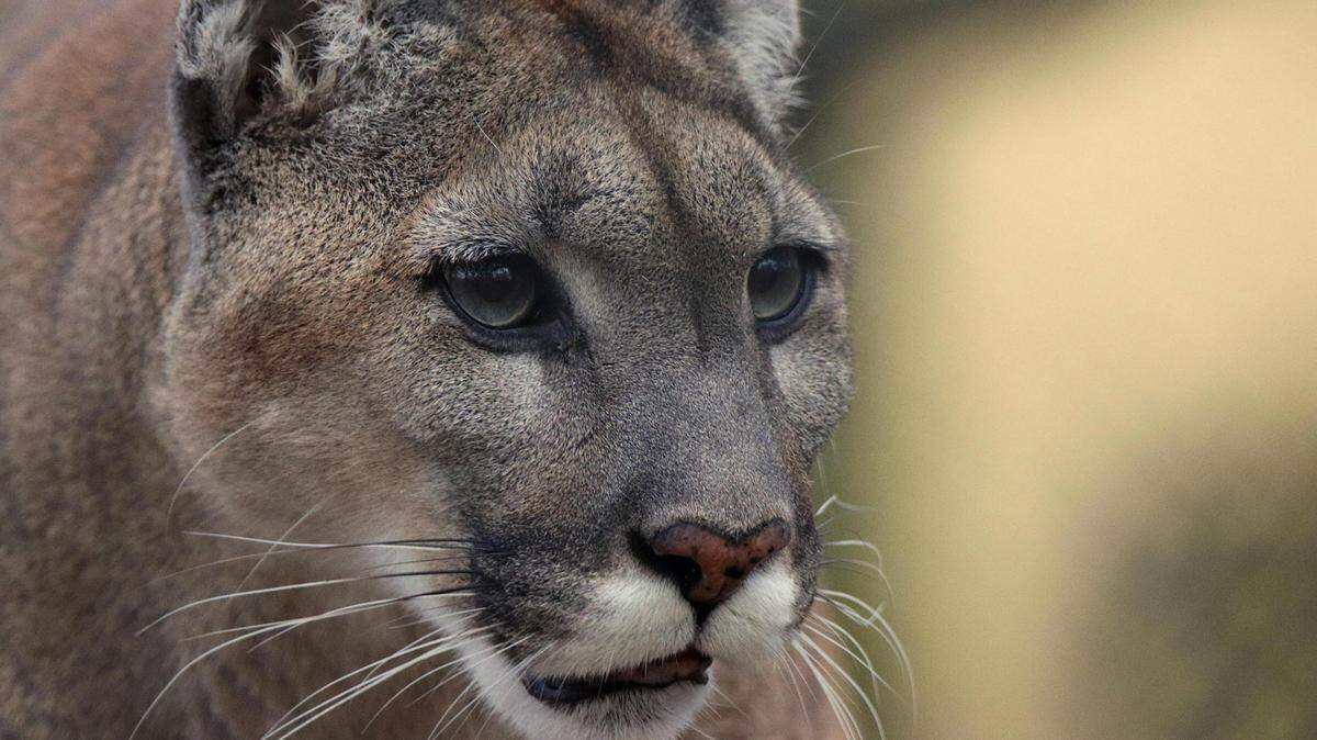 Another report of a mountain lion sighting got blood flowing in Glen Rose. But is there something to the claim? Stock image.