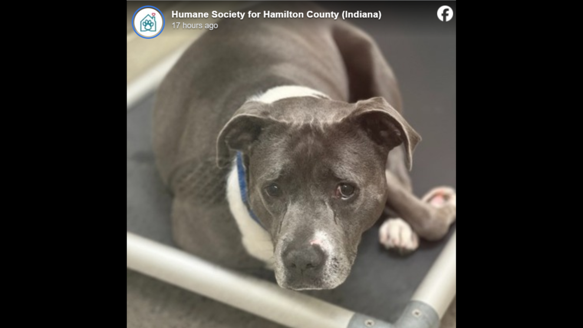 Sweet Stella can no longer handle the stress of kennel life.