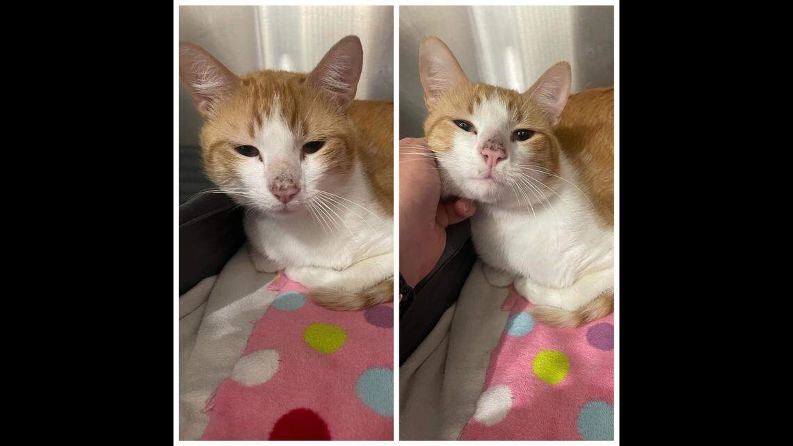 A cat trapped inside of a suitcase, which was placed in a taped cardboard box, broke free after being dumped after hours at a Texas pet clinic.