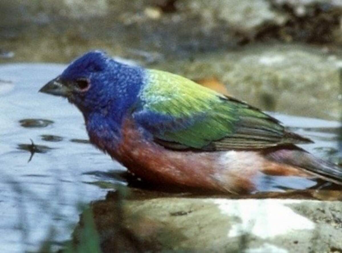 A painted bunting.