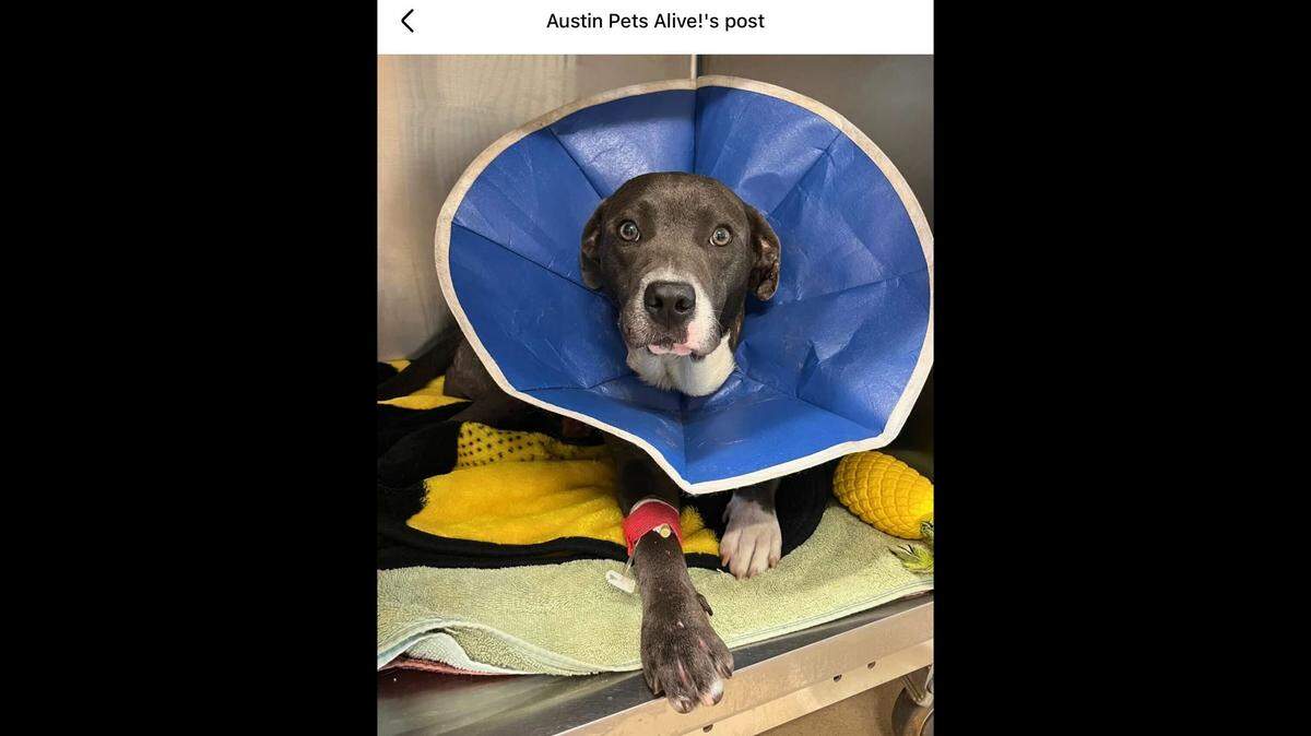 The sweet girl is on the mend.