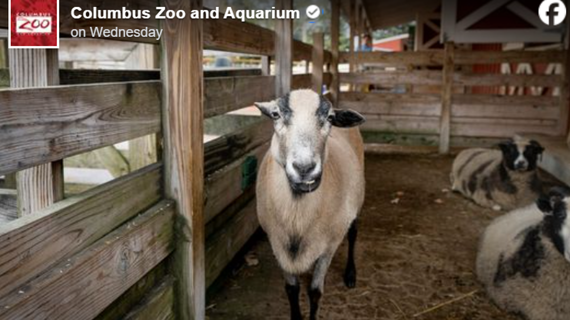 Felix was a Barbados blackbelly sheep, a species that evolved on the island of Barbados in the Caribbean.