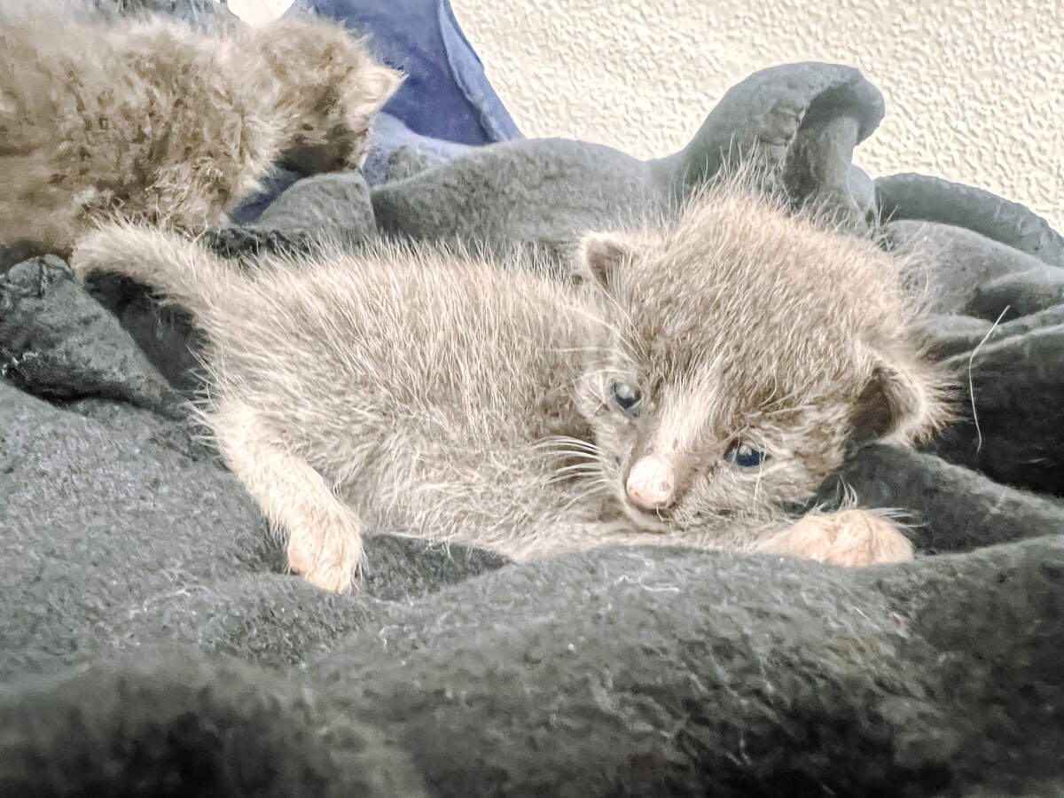 A woman dumped a box of newborn kittens at the Humane Society’s Fort Worth location.