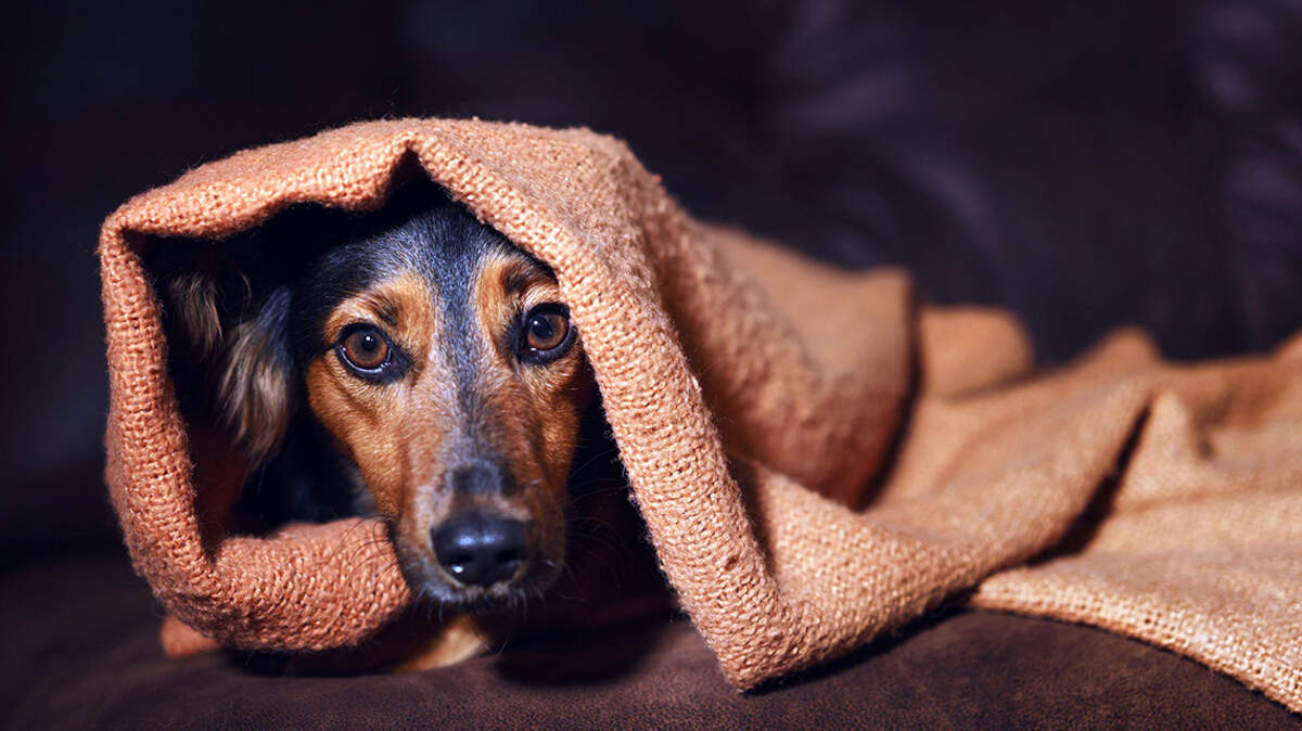 This Fourth of July, keep your pets safe and consider celebrating in ways that won’t frighten them.