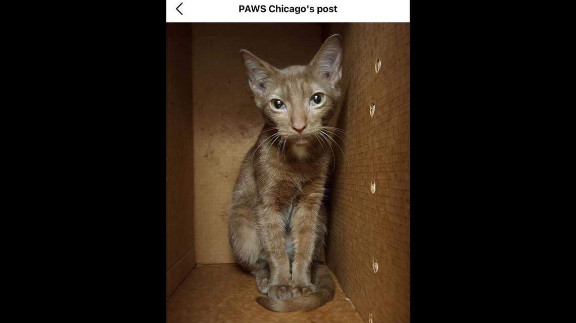 Depsite him being sick, Rowan is incredibly loving and adores pets and cuddles.