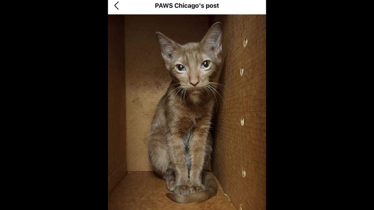 Depsite him being sick, Rowan is incredibly loving and adores pets and cuddles.