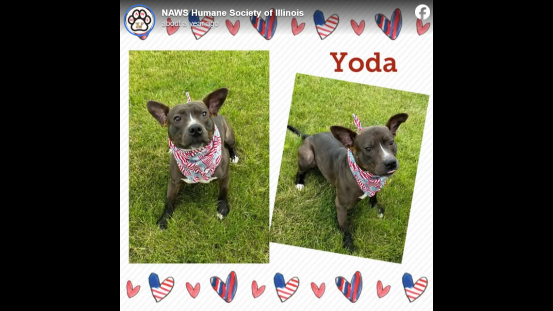 Sweet Yoda, all dressed up