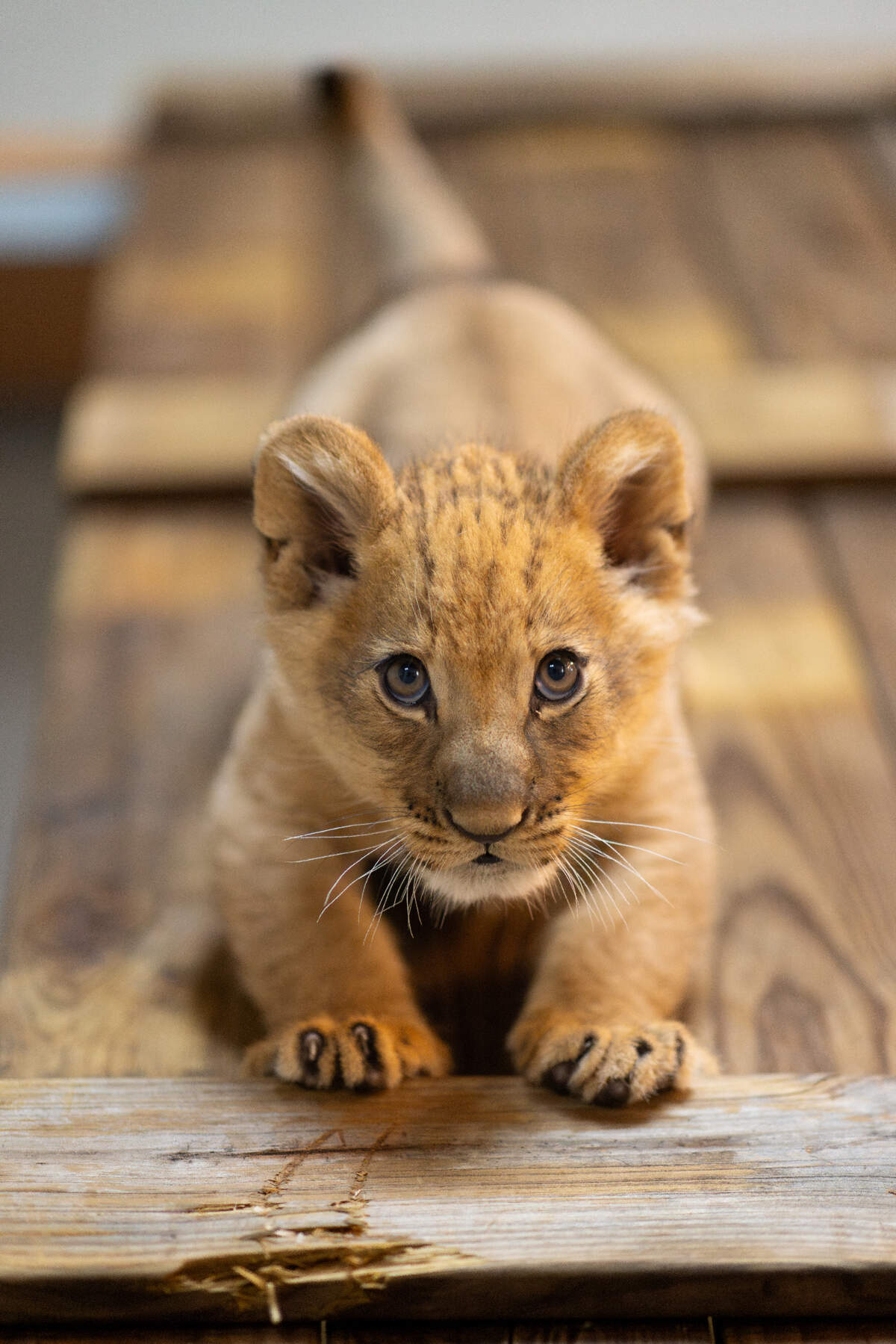 The Fort Worth Zoo announced Thursday that a male lion cub named Moja was born Oct. 20.