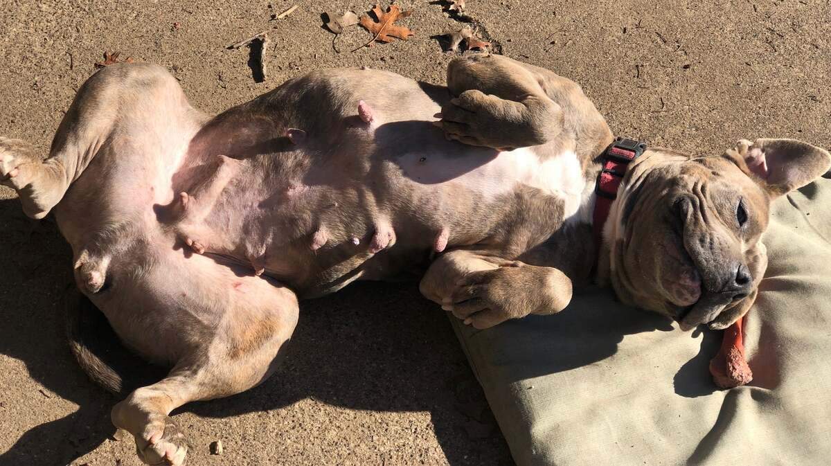 Picassa (ID 30822432) is crate trained, house trained, quiet and well-behaved. The affection pup likes hanging out in the sun during the day, and curling up in bed for cuddles at night. You can find her at the North Animal Campus. Visit https://petango.com/Adoption-Application?animalId=30822432&shelterId=7209&_ga=2.33757414.671507715.1644519883-1364659544.1644519883 to adopt Picassa.