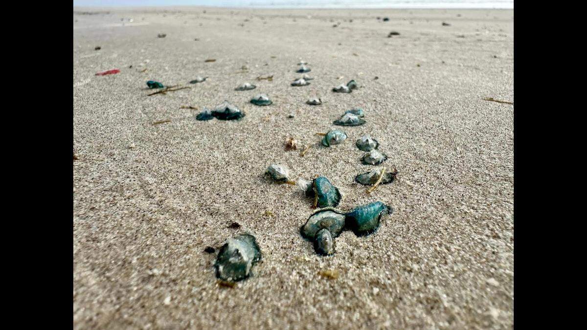 By-the-wind sailors litter a beach at Padre Island, Texas.
