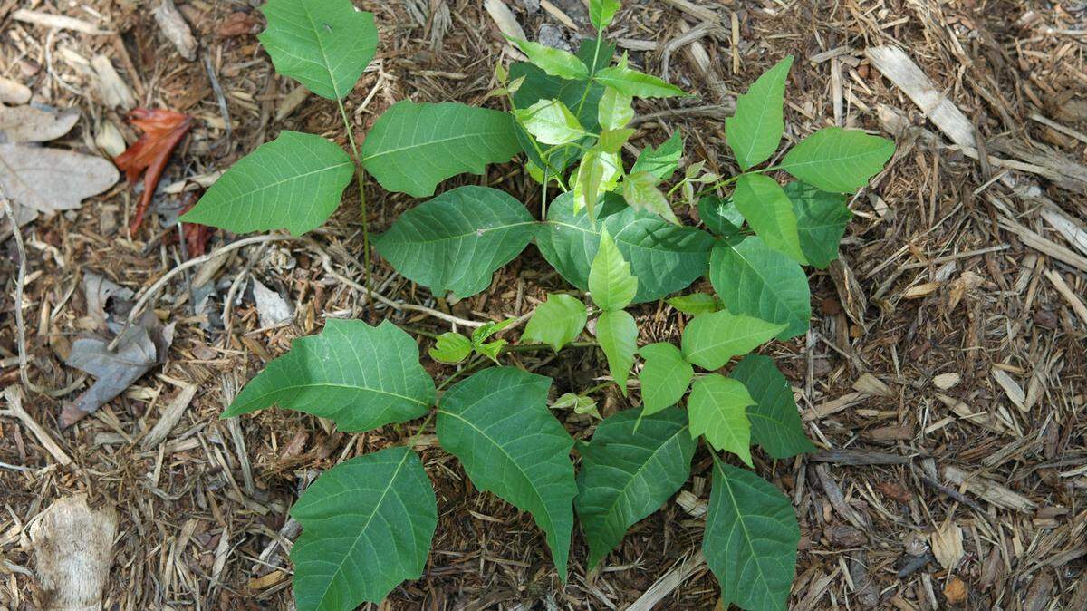 Poison ivy