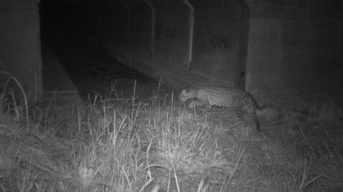 This endangered and elusive wildcat was recently spotted using a wildlife underpass in Texas. It’s an ocelot and there are fewer than 50 living in the wild in the nation.