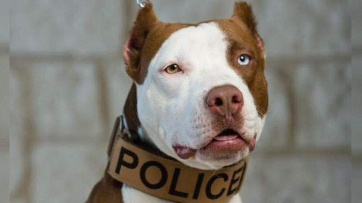 This pit bull was trained by a Texas organization. Now he's a police detective in Kansas.